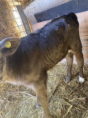 Ветеринар кызматы: Сатам | Музоо | Бордоп семиртүү үчүн — 3