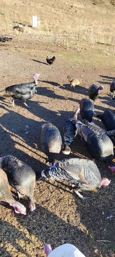 мал айдана ит керек: Продаю | Индюк (самец) | Племенные — 9