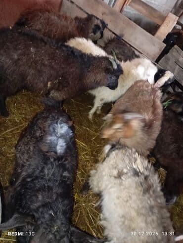 Продаю | Овца (самка) | Полукровка | Для разведения | Матка