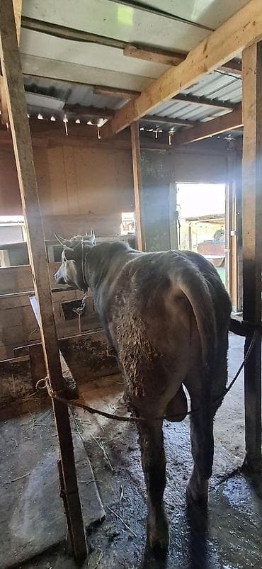 грызуны домашние: Продаю | Бык (самец) | На откорм | Привязанные — 4