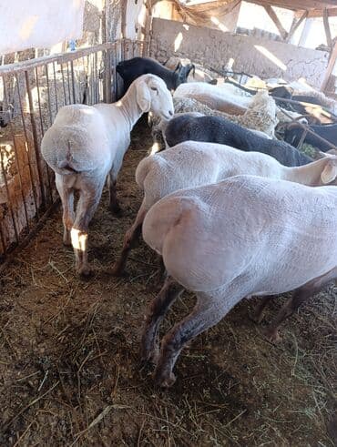 купить кошку бишкек: Продаю | Ягненок | Полукровка | На забой | Ярка — 7