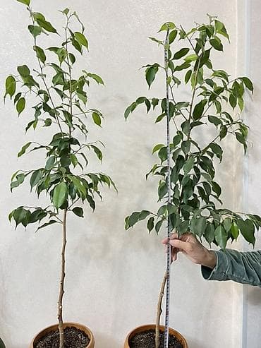 Алоэ: Фикус Бенджамина в горшке - Комнатное дерево с изящным штамбовым — 1