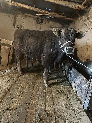 Услуги ветеринара: Продаю | Бык (самец) | На откорм | Привязанные — 2