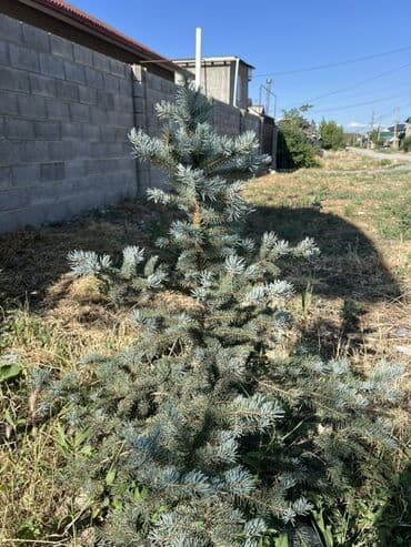 саженцы хвойных пород: Саженцы деревьев: Ели, Самовывоз — 2