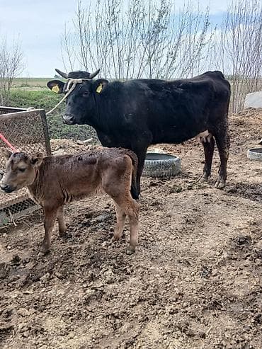 корова голиштин: Продаю | Корова (самка) | Для разведения | После отела — 1