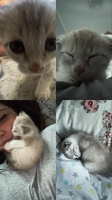 кошка шотландский: Скотиш Фолд (Шотландская вислоухая), 2 месяца, Девочка, Приучена к лотку — 6