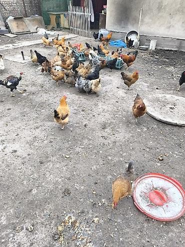 певчие птицы: Продаю | Куры | Домашняя | Для разведения — 5