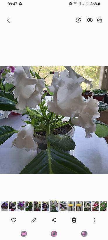 Глоксиния (Sinningia speciosa) с крупными белоснежными махровыми at lalafo.kg Глоксиния (Sinningia speciosa) с крупными белоснежными махровыми
