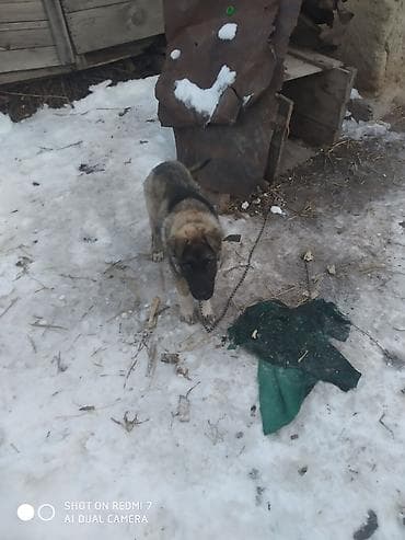 европейская авчарка: Собака даром: Кавказская овчарка, 5 месяцев, Самец — 3