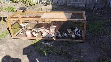 собаки бишкек купить: Продаю цыплята один месяц порода черный пёс астролог — 1