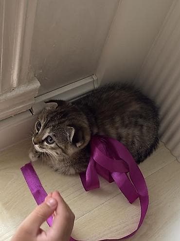 шотладский котенок: Шотландский котёнок вислоухий (Scottish Fold) - Окрас: тигровый — 3