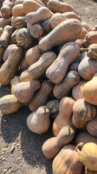 продам тыкву: Тыквы рамашка. Золушкана хелуен . крупноплодные, рельефные — 4