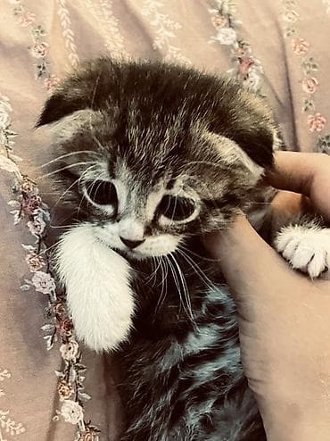 Продажа кошек: Скотиш Фолд (Шотландская вислоухая), 2 месяца, Девочка, Приучена к лотку — 2