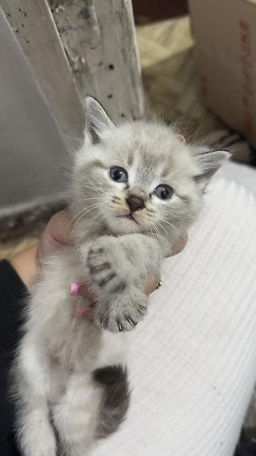 кошка британец: 2 месяца, Мальчик — 1