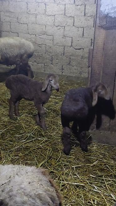 ярочки: Продаю | Овца (самка), Ягненок | Арашан | Для разведения | Племенные, Матка, Ягнившаяся — 10