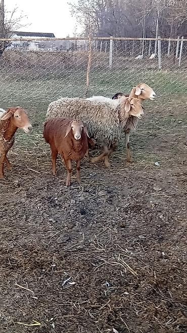 романовский порода: Продаю | Баран (самец) | Арашан — 9