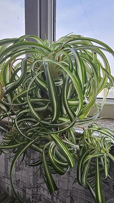 Хлорофитумы: Хлорофитум хохлатый в хорошем горшке и грунте. Куст с мощной розеткой — 3