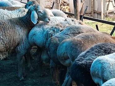 Животные: Продаю | Баран (самец) | Гиссарская, Арашан | На забой — 5