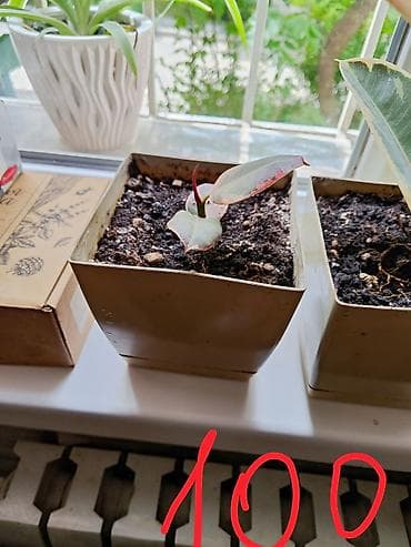 Фикусы: Фикус эластика вариегатный (Ficus elastica, сорт с пестрыми листьями) — 2