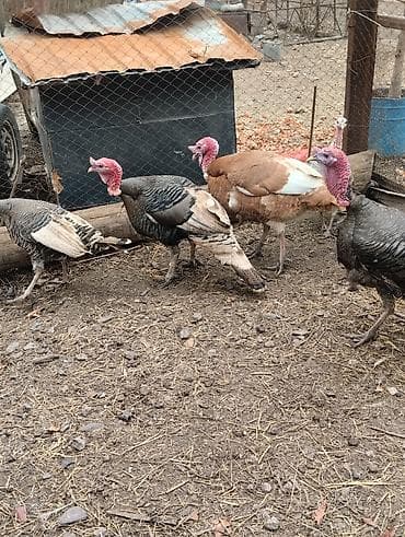 корм для бройлер: Продаю | Индюк (самец) | Полукровка | Для разведения | Племенные — 1