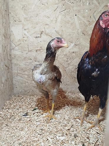 дончак кулун: Сатам | Тооктор — 8