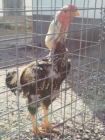 коррекция фар бишкек: Электровелосипед, Б/у — 2