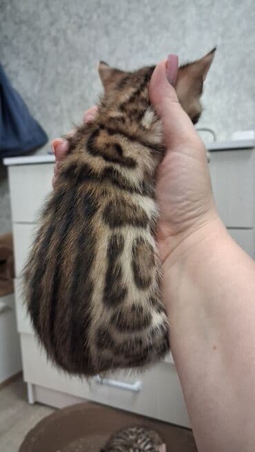 возьму собаку в добрые руки: Бенгальская, 1 месяц, Девочка, Приучена к лотку — 9