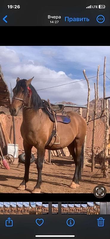 шерсть меренос: Продаю | Конь (самец) | Рабочий — 2