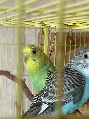 морков: Продаётся ПТЕНЕЦ ДОМАШНЕГО ВЫВОДКА ( САМОЧКА) волнистый попугайчик — 7