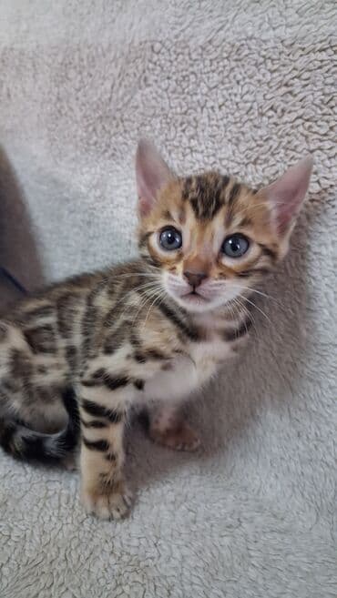 корм для кошек и котят: Бенгальская, 1 месяц, Девочка, Приучена к лотку — 3