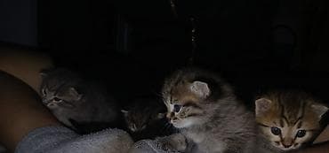 Животные: Котята, короткошёрстные домашние, полосатые табби с белыми отметинами — 5