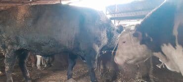 охотничый собака: Продаю | Бык (самец) | Симментальская | Для разведения | Племенные, Осеменитель — 3