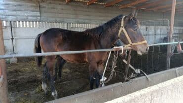 продажа щенков немецкой овчарки с документами в бишкеке: Продаю | Жеребец | Рабочий — 4