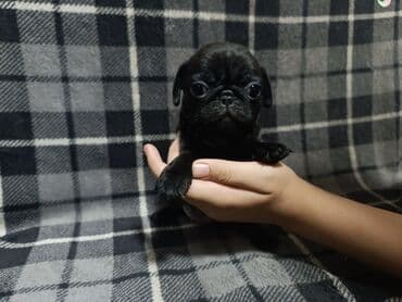 пит будь: Мопс, 2 месяца, Самец, С родословной — 2