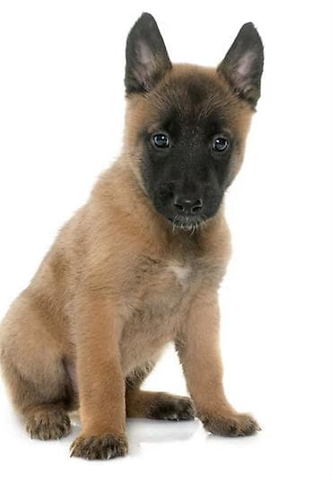 Животные: Щенки бельгийской овчарки малиной (Malinois) - Тип: рабочая и — 3