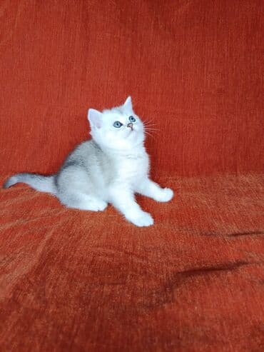 вязка кошек ош: Скотиш Страйт (Шотландская прямоухая), 1 месяц, Девочка, Серебристая шиншилла — 2