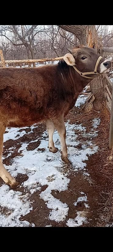ит тайган: Сатам | Кунаажын | Аргын | Көбөйтүү үчүн | Кунажын — 3