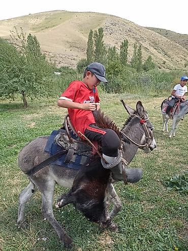 дакан хинт: Эркек эшек сатылат минилет катуу чуркайт — 2