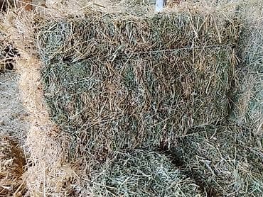 Продаю сено в тюках. Чистый клевер. 2кос. Тюки плотные прессовали для