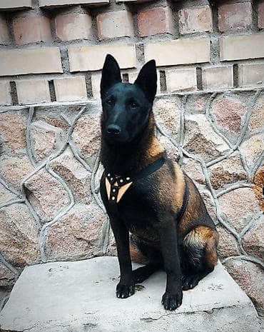 куплю собаку хаски: Бельгийская овчарка, 5 месяцев, Самец, С прививкой, С родословной — 2