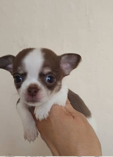 охотник ит: Продам породных щенков чихуахуа, кобель и сука, 45 дней, с — 6