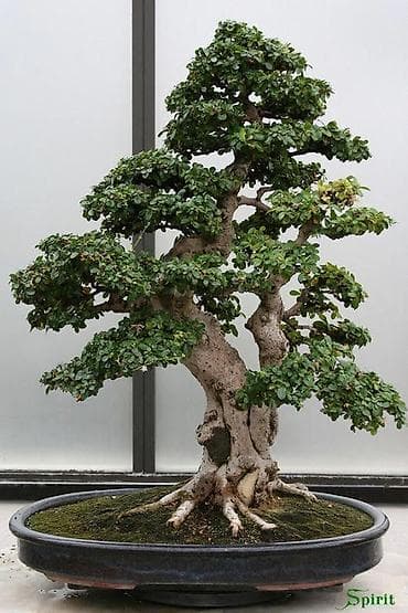 Инструменттер: Комнатный бонсай - Живое карликовое дерево в стиле классического — 1