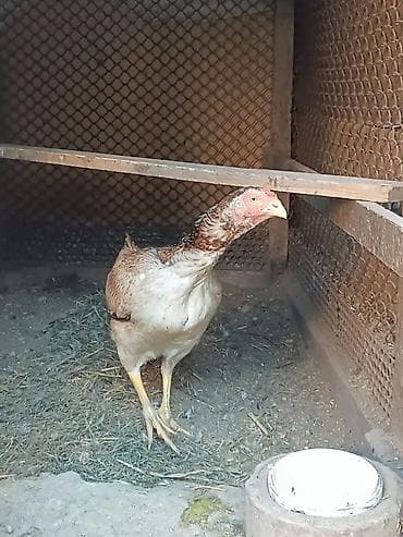 мал базар бишкек: Продаю курицу — 1