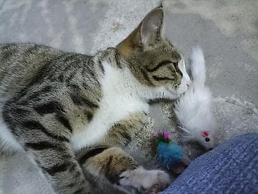 Отдам даром: Отдаём в добрые руки кошку. Ей один год, к лотку приучена. Кушает — 4