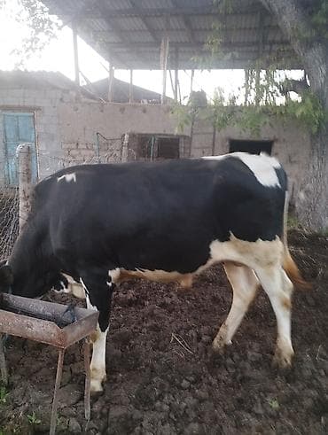 кой сойу: Продаю | Бык (самец) | Голштин | Для разведения | Привязанные — 6
