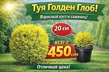 купить тую: Саженцы деревьев: Туи — 5