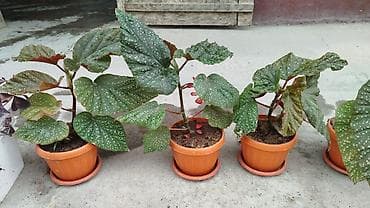 Бегониялар: Бегония макулата (Begonia maculata) в горшках - — 2