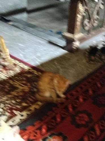 Мышыктар: Домашние котята Описание: - Оба котёнка с короткой шерстью — 6