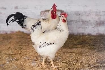 гнездо для кур: Продаю | Куры | Домашняя | Для разведения — 1