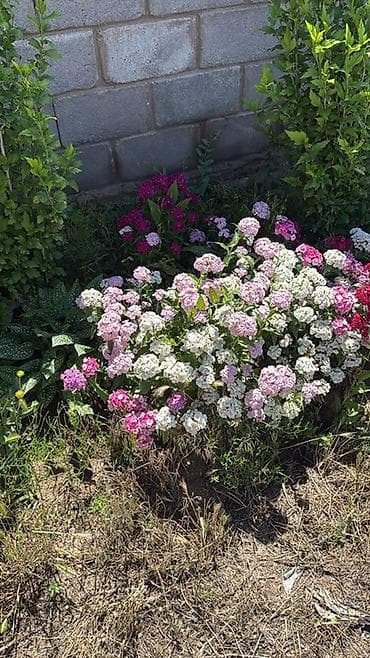 Чон-Сары-Ой Сдаются места по 500 сом в общем доме с удобствами цена — 6